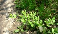 páginas superiores de alfeneiro, alfenheiro, alfena, ligustro - Ligustrum vulgare