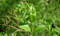 folhas primaveris com a panícula em botão de alfeneiro, alfenheiro, alfena, ligustro - Ligustrum vulgare