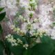 tirso de flores de alfeneiro, alfenheiro, ligustro - Ligustrum vulgare
