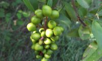 bagas verdes, alfeneiro, alfenheiro, alfena, ligustro - Ligustrum vulgare