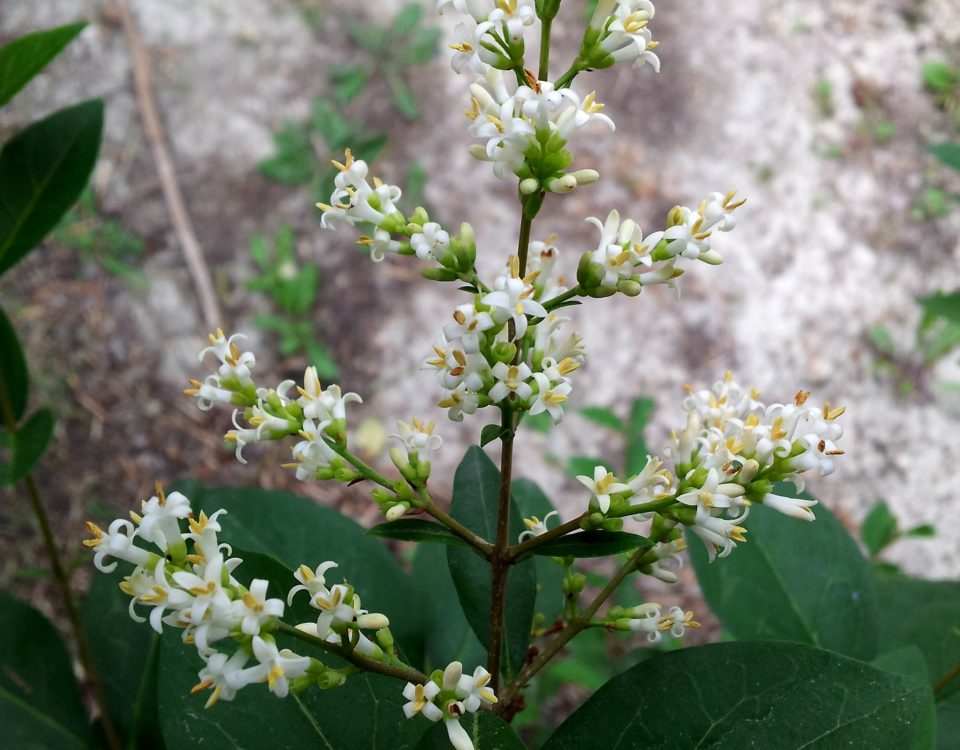 tirso de flores de alfeneiro, alfenheiro, ligustro - Ligustrum vulgare