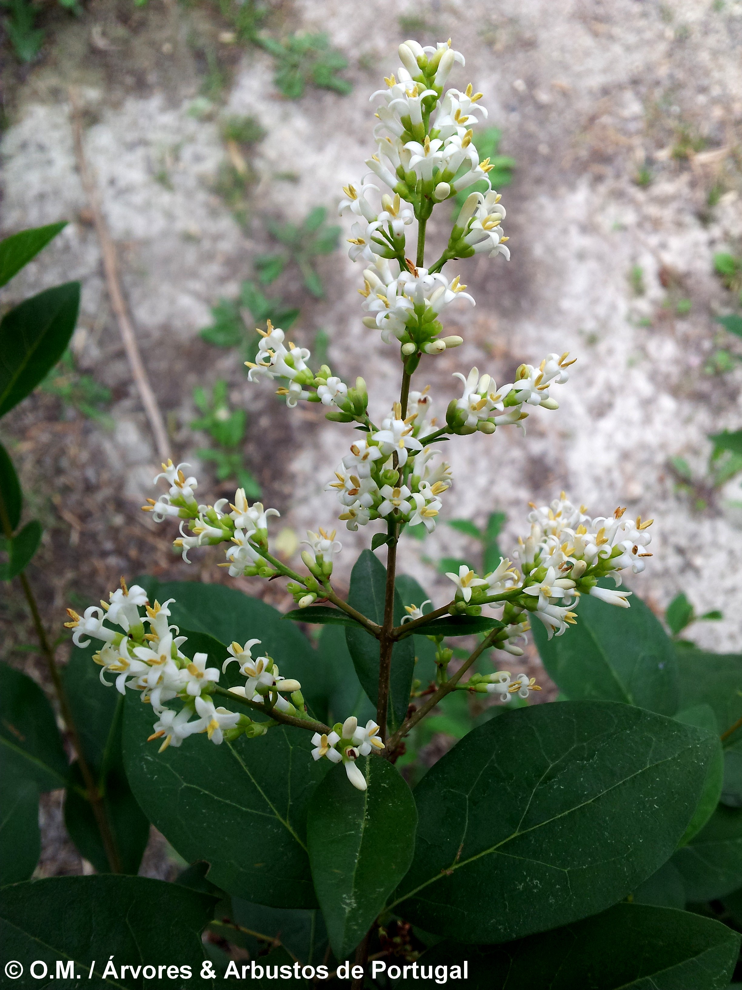 tirso de flores de alfeneiro, alfenheiro, ligustro - Ligustrum vulgare