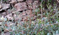 ramo esguio e vertical, depois da passagem do gado, zambujeiro - Olea europaea subsp. oleaster var. silvestris