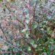 folhas pequenas e mucronadas de zambujeiro - Olea europaea subsp. oleaster var. silvestris