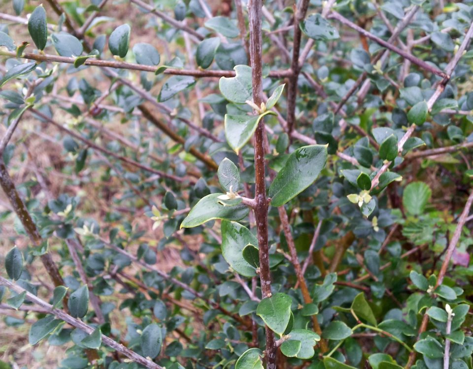 folhas pequenas e mucronadas de zambujeiro - Olea europaea subsp. oleaster var. silvestris