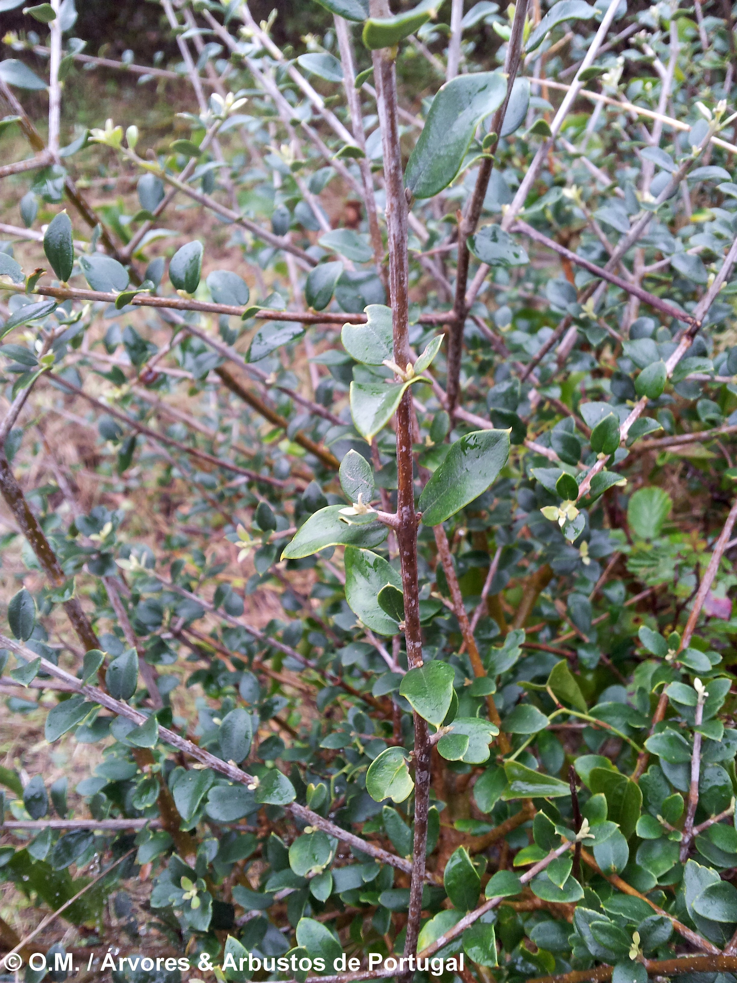 folhas pequenas e mucronadas de zambujeiro - Olea europaea subsp. oleaster var. silvestris