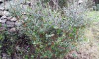 hábito de zambujeiro, depois do fogo e das dentadas do gado - Olea europaea subsp. oleaster var. silvestris
