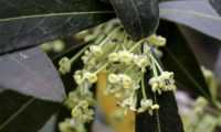 flores de zambujeiro - Olea europaea subsp. oleaster var