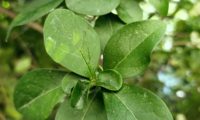 ramalhete de páginas superiores de alfeneiro, alfenheiro, ligustro - Ligustrum vulgare