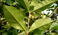 páginas inferiores de alfeneiro, alfenheiro, ligustro, cujas nervuras principais sobressaem - Ligustrum vulgare