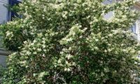 porte arbóreo de alfeneiro, alfenheiro, ligustro em flor - Ligustrum vulgare