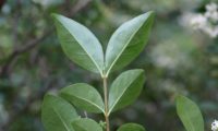 páginas inferiores opostas de alfeneiro, alfenheiro, ligustro - Ligustrum vulgare