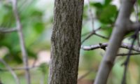 ritidoma de alfeneiro, alfenheiro, ligustro - Ligustrum vulgare