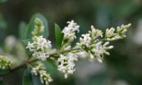 inflorescência de alfeneiro, alfenheiro, ligustro - Ligustrum vulgare