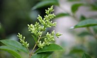 panícula de botões de alfeneiro, alfenheiro, ligustro - Ligustrum vulgare