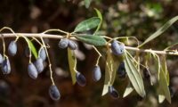 zambujinhos - Olea europaea subsp. oleaster var