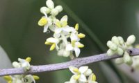 pormenor das flores de oliveira - Olea europaea subsp. europaea var. europaea