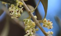 flores de oliveira em detalhe - Olea europaea subsp. europaea var. europaea