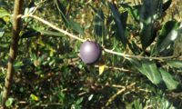 azeitona em maturação - Olea europaea subsp. europaea var. europaea