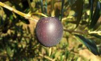 azeitona madura com coloração ebúrnea - Olea europaea subsp. europaea var. europaea