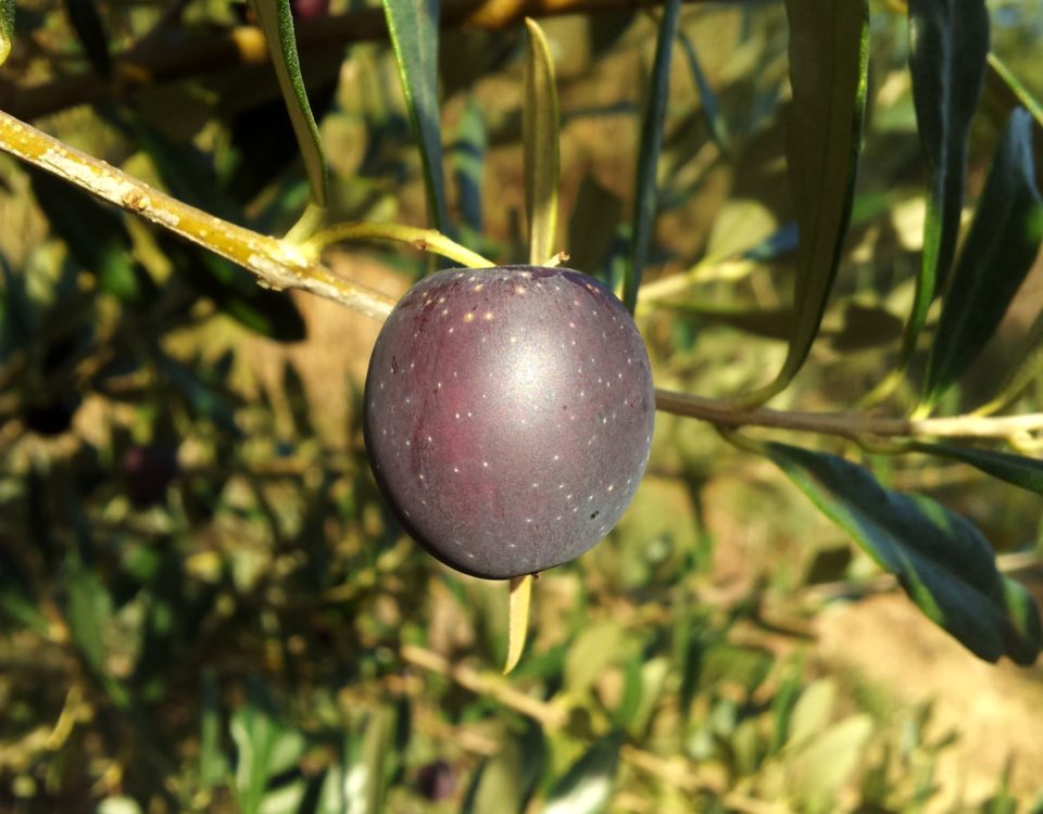 azeitona madura com coloração ebúrnea - Olea europaea subsp. europaea var. europaea