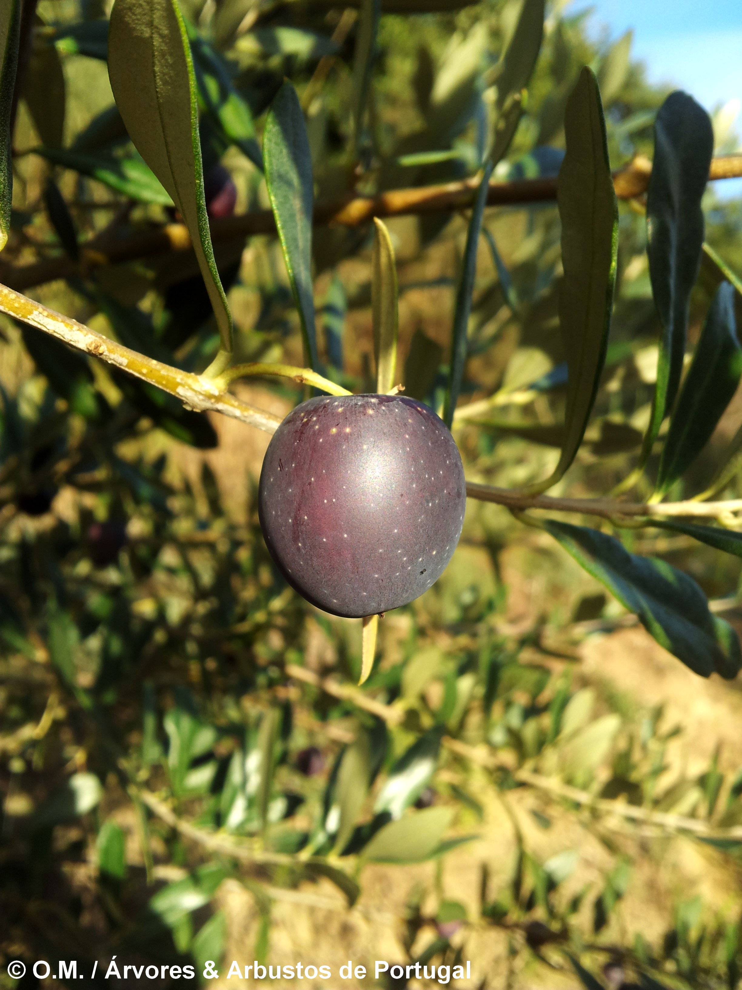 azeitona madura com coloração ebúrnea - Olea europaea subsp. europaea var. europaea