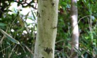 ritidoma liso e cinzento de oliveira jovem - Olea europaea subsp. europaea var. europaea