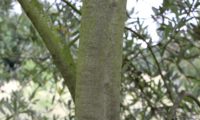 aspecto do ritidoma de oliveira jovem - Olea europaea subsp. europaea var. europaea