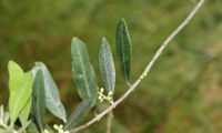 páginas superiores de oliveira - Olea europaea subsp. europaea var. europaea