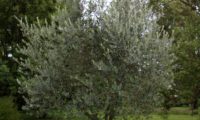 hábito de jovem oliveira livre poda - Olea europaea subsp. europaea var. europaea