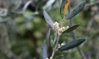 pequenas inflorescências de oliveira - Olea europaea subsp. europaea var. europaea