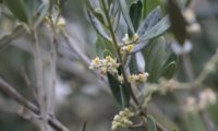 panículas axilares de oliveira - Olea europaea subsp. europaea var. europaea