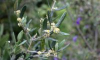 vista parcial da inflorescência de oliveira - Olea europaea subsp. europaea var. europaea
