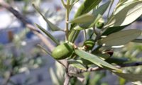 azeitona imatura, oliveira - Olea europaea subsp. europaea var. europaea