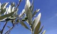 azeitonas verdes e folhas cinzento-esbranquiçadas e densamente escamulosas de oliveira - Olea europaea subsp. europaea var. europaea