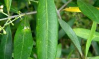 aspecto de páginas superiores de oliveira-brava - Olea maderensis