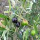 frutos de oliveira-brava - Olea maderensis
