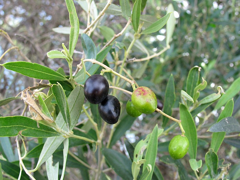 frutos de oliveira-brava - Olea maderensis