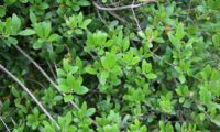 Phillyrea latifolia - Aderno (10)