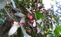 Phillyrea latifolia - Aderno (16)