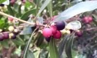 Phillyrea latifolia - Aderno (20)