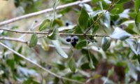 Phillyrea latifolia - Aderno (24)