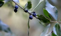 Phillyrea latifolia - Aderno (26)