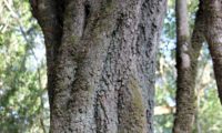 Phillyrea latifolia - Aderno (34)