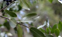 Phillyrea latifolia - Aderno (9.1)