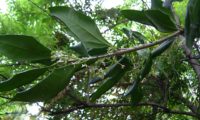 flores e folhas de margens revolutas de pau‑branco, branqueiro - Picconia excelsa