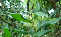 ramahete de flores e de folhas com as margens revolutas de pau‑branco, branqueiro - Picconia excelsa