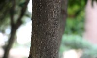 aspecto do ritidoma jovem, pouco glabro, verrugoso, pontilhado por lenticelas bilobadasde pau‑branco, branqueiro - Picconia excelsa