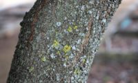 casca gretada de pau‑branco, branqueiro - Picconia excelsa