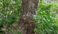 aspecto da casca fendilhada com sulcos de pau‑branco, branqueiro adulto- Picconia excelsa